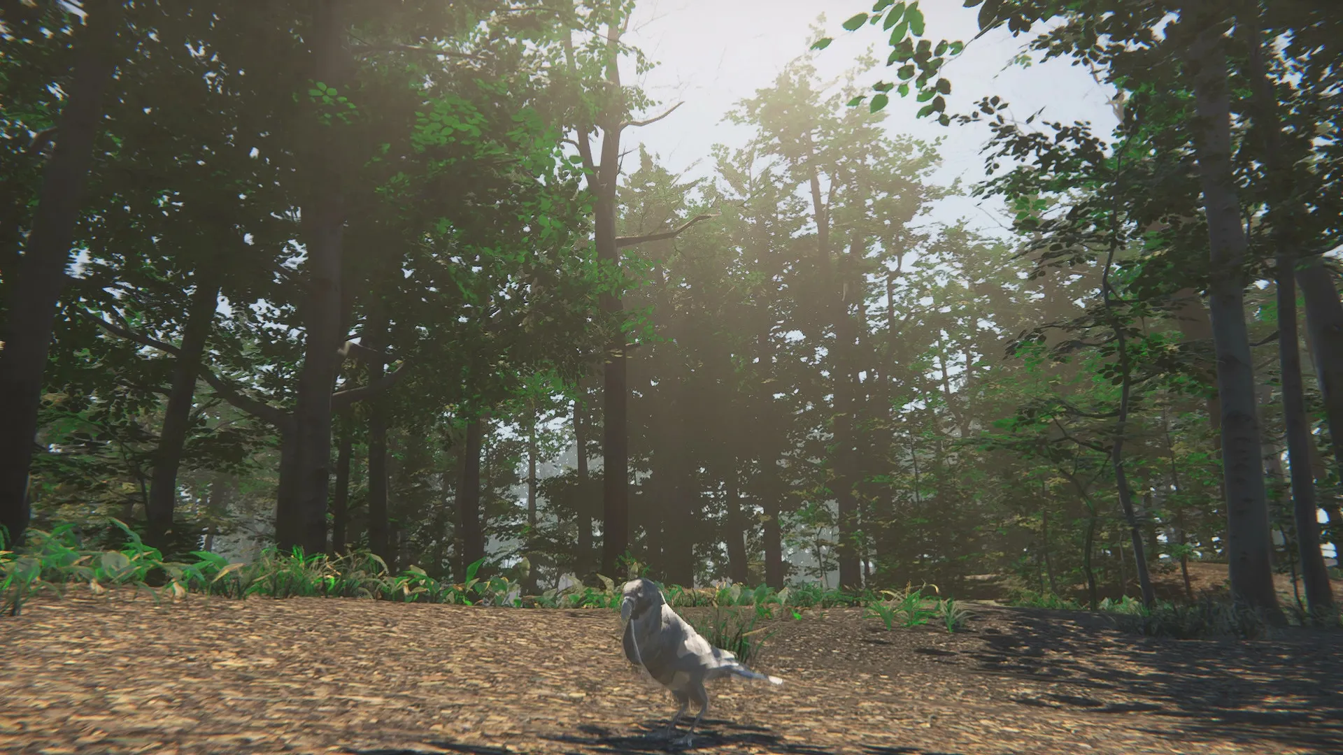 Bird: скриншот 3