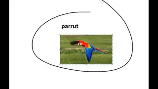 Opposite Of Parrot