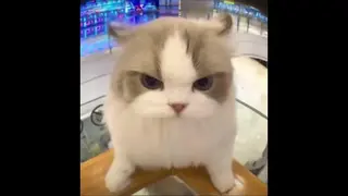 lol