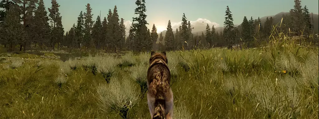 Wolf trotting towards sunrise