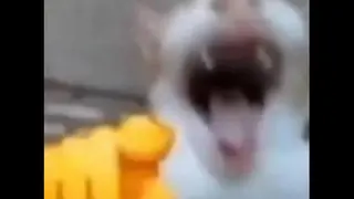 貓咪嘲笑音效