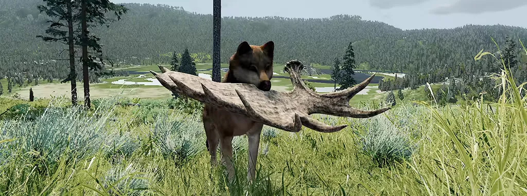 Wolf holding moose antlers in mouth