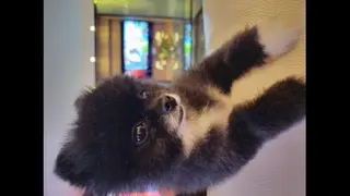 BOB