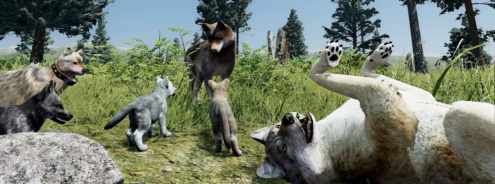 Wolf family playing together