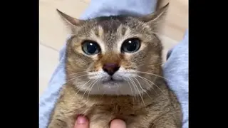 llaaddddeerr