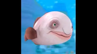 Jimbers