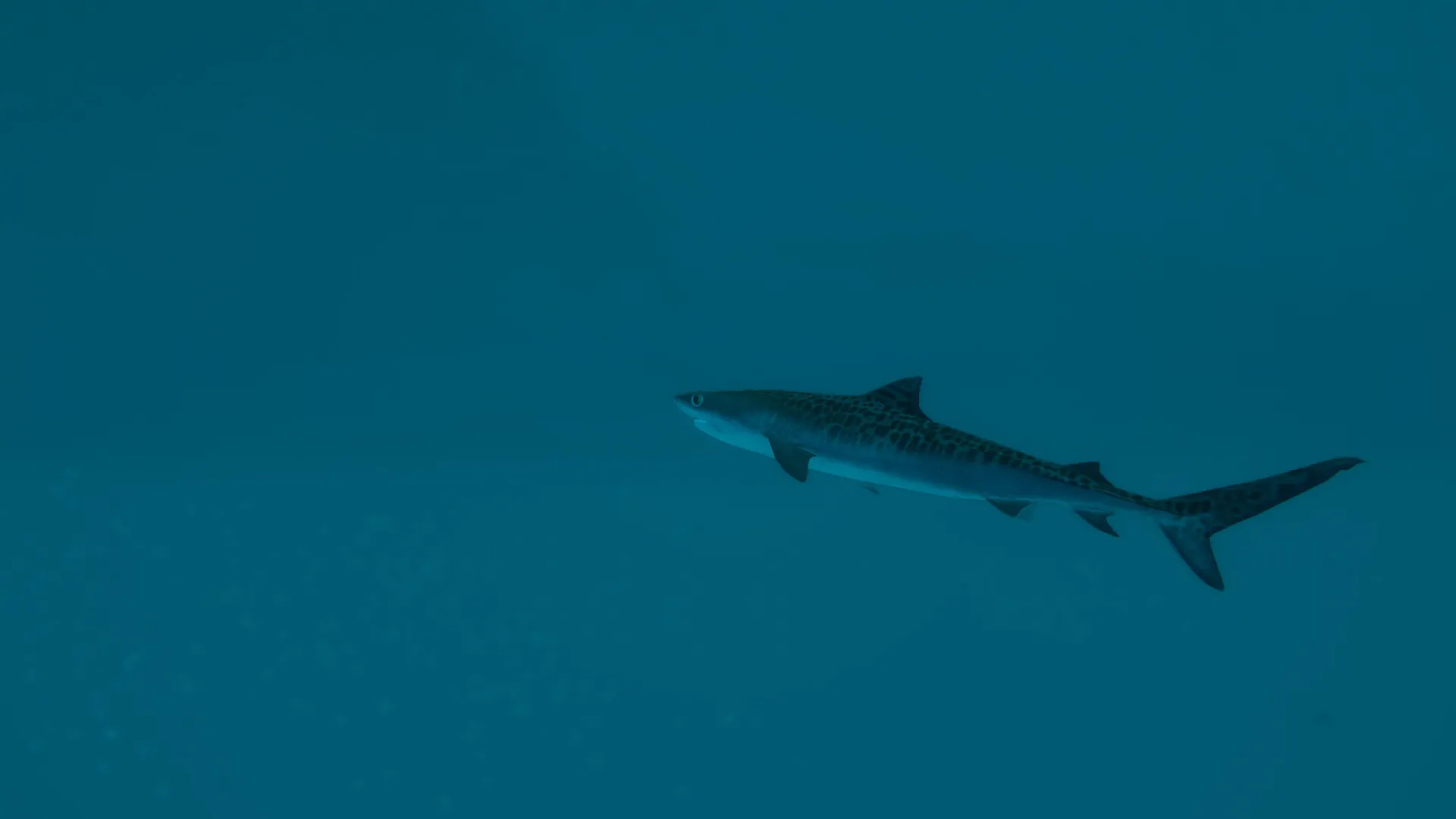 Ultimate Fishing® Simulator 2: скриншот 7