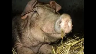 Hababa
