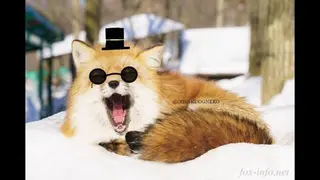 de_shepherdoffire