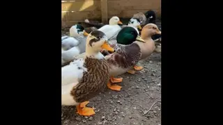 duckdo